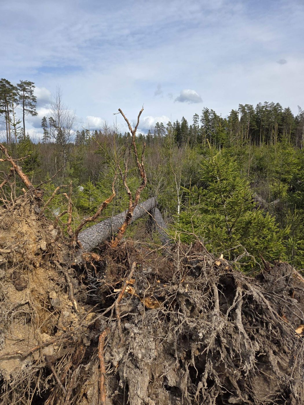 Tät granskog med mossbeklädd mark och en vindfälld gran